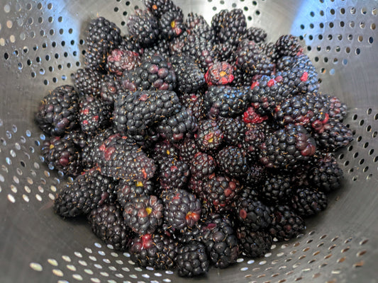 NOT SO Blistering Blackberry